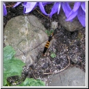 Nephrotoma crocata - Gelbbindige Schnake w03.jpg